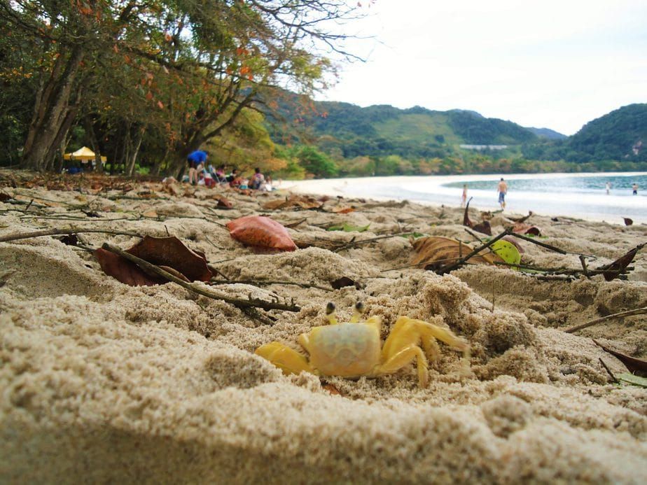 Praia-do-Félix-Ubatuba.jpg
