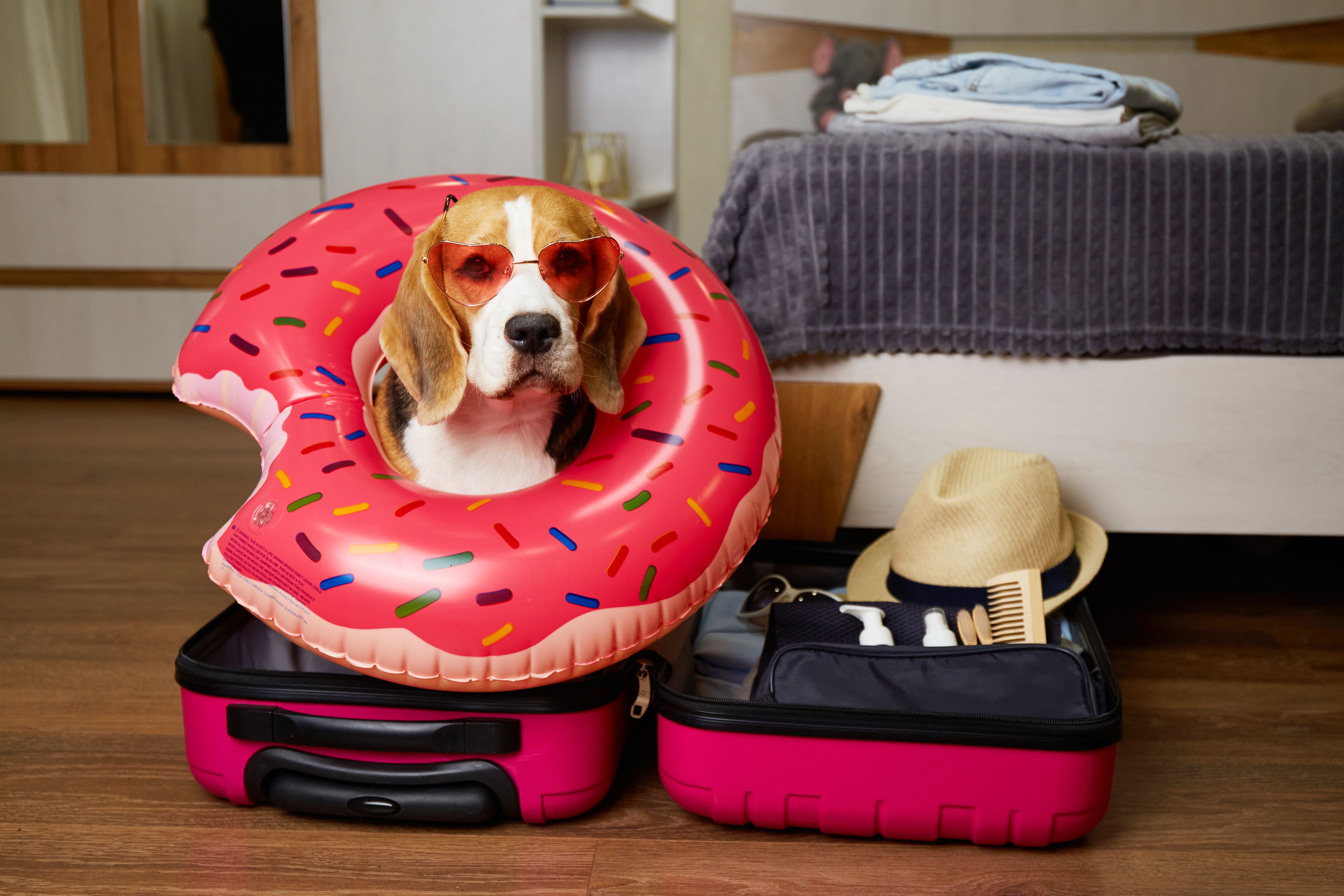 pet friendly em SP cachorro mala.jpg