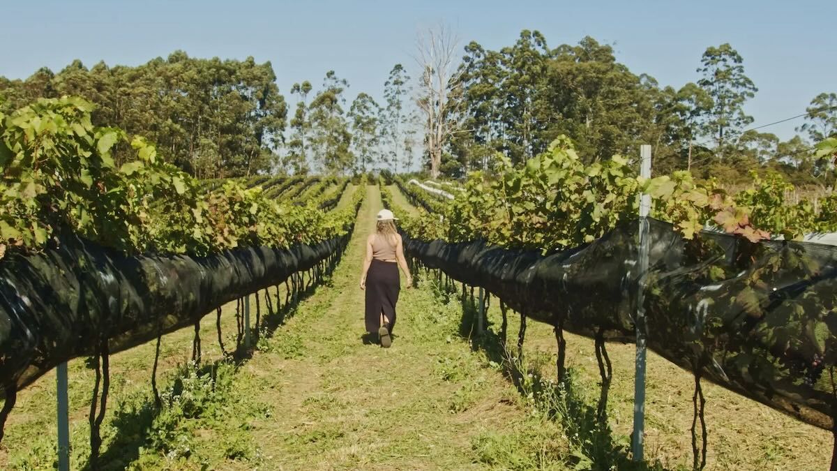 vinicola-goes-sao-roque-sp foto divulgacao.jpg